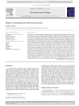 Academic paper: Epiblast morphogenesis before gastrulation