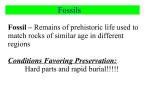 Fossils - Milan Area Schools