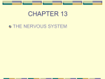 CHAPTER 13 THE NERVOUS SYSTEM