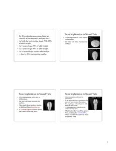 1 From Implantation to Neural Tube From Implantation to Neural