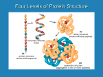 Four Levels of Protein Structure