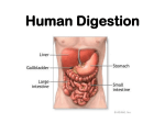 Digestion - Fort Thomas Independent Schools