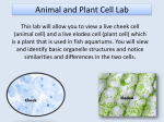 Animal and Plant Cell Lab File