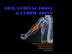 11-Arm_Elbow_Joint