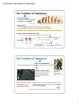 Ch13_How Populations Evolve The Evolution of Populations The