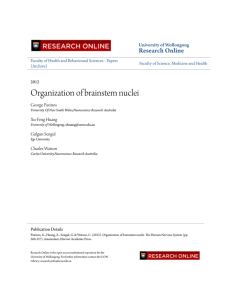Organization of brainstem nuclei