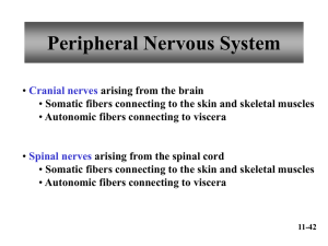 Spinal and Cranial Nerves