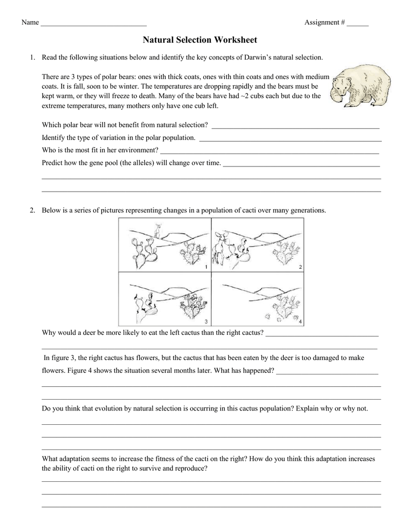 review With Types Of Natural Selection Worksheet