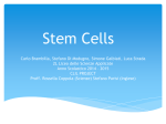 Stem Cells - Spark (e