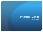 Intertidal Zones