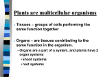 Plants are multicellular organisms
