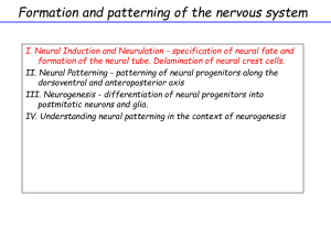 Neurulation I (Pevny)