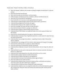 Review sheet – Chapter 7a (Porifera, Cnidaria, Ctenophora)