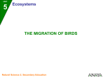 The migration of birds