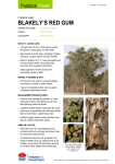 Paddock Plants fact sheet: Blakely`s Red Gum