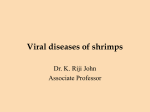 Shrimp virus diseases File
