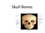 Skull Bones - percybio.com