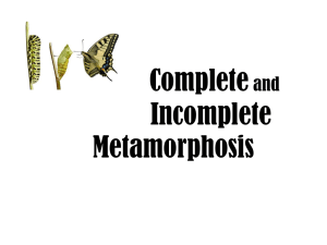 Complete and Incomplete Metamorphosis