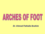 27.arches of foot