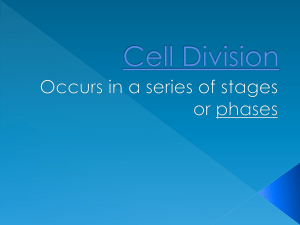 Cell Division