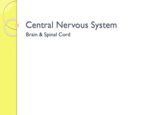 central nervous system ppt