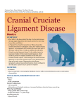 cranial_cruciate_ligament_disease