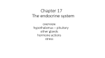 Chapter 17 The endocrine system overview hypothalamus * pituitary