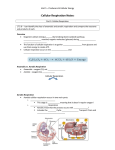 Cellular Respiration Notes