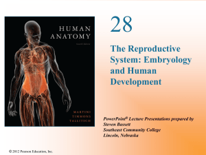 The Reproductive System: Embryology and Human Development