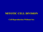 MITOTIC CELL DIVISION