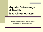 Aquatic Entomology PowerPoint