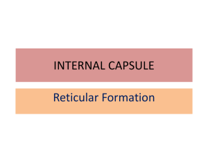 INTERNAL CAPSULE