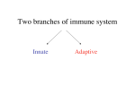 Two branches of immune system