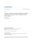 Formation of the neural tube epithelium basement membrane during