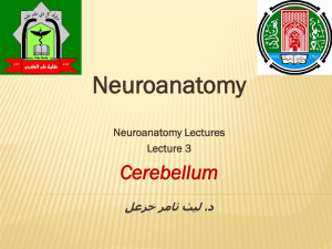 The cerebellum. A