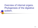 04 Overview of internal organs. Phylogenesis of the digestive