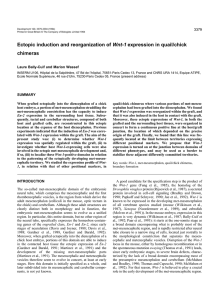 Ectopic induction and reorganization of Wnt-1