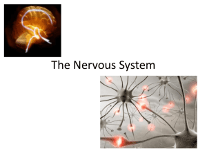 The Nervous System - Centennial Christian School