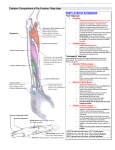 Extensor Compartment of the Forearm Deep layer