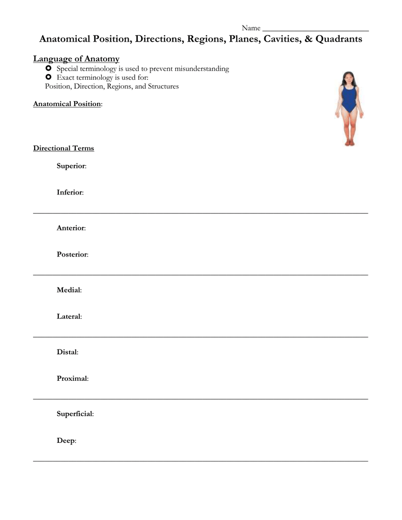 Anatomical Position Quadrants / This is often covered ...