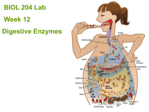 Amylase