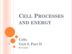 Cell Processes and energy