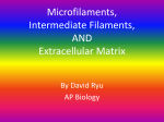 Microfilaments Intermediate Filaments Extracellular Matrix