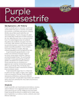 Purple Loosestrife Invasive Species