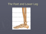 The Foot and Lower Leg