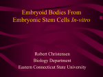 Embryoid Bodies From Embryonic Stem Cells In