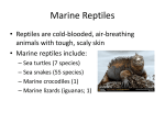 Class Reptilia (marine reptiles)