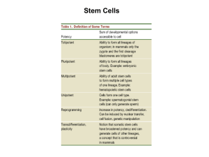 Stem Cell