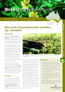 Bitou bush (Chrysanthemoides monilifera ssp. rotundata)