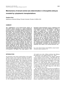 Mechanisms of dorsal-ventral axis determination in